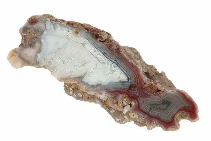 Polished Agate Nodule with Wegeler Effect - Agouim, Morocco #187109